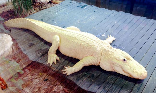 The park is home to four extremely rare leucistic "white" alligators.