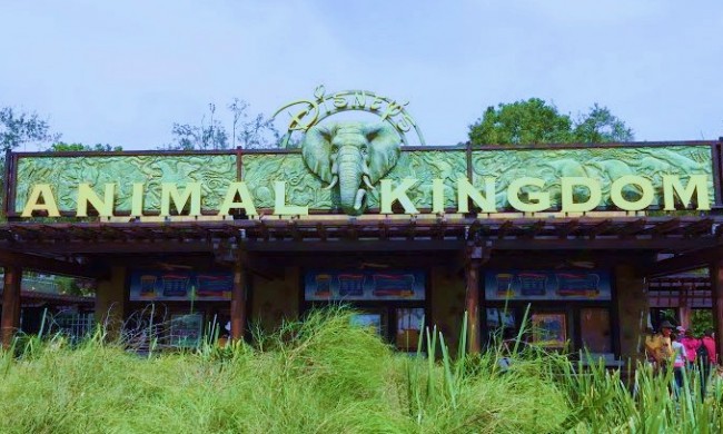 Disney's Animal Kingdom in Orlando Florida.
