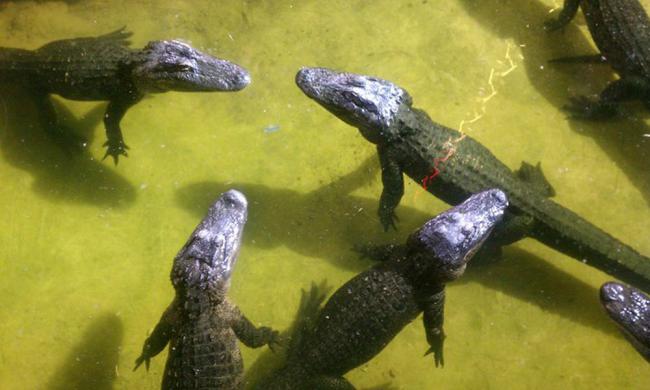 Gator Golf is more than a golf course, it's a learning experience.