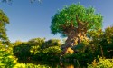 The Tree of Life at Disney's Animal Kingdom.