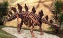 You also learn about fossils and dinosaur bones. The stegosaurus has always been my favorite dinosaur, known for the plates on its back and spikes on its tail.