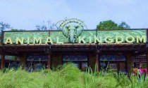 Disney's Animal Kingdom in Orlando Florida.