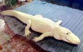 The park is home to four extremely rare leucistic "white" alligators.